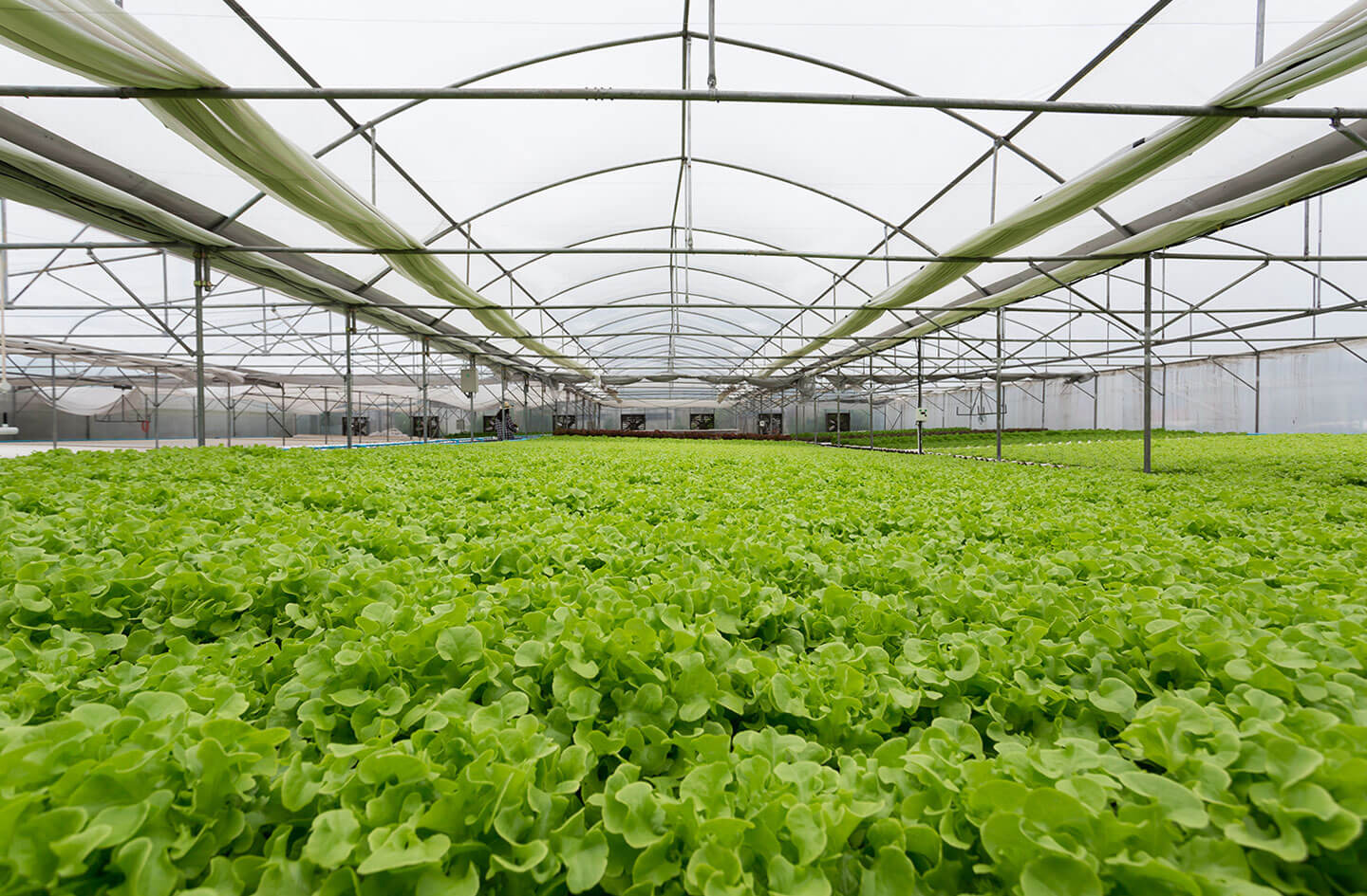 hydroponic farming site development