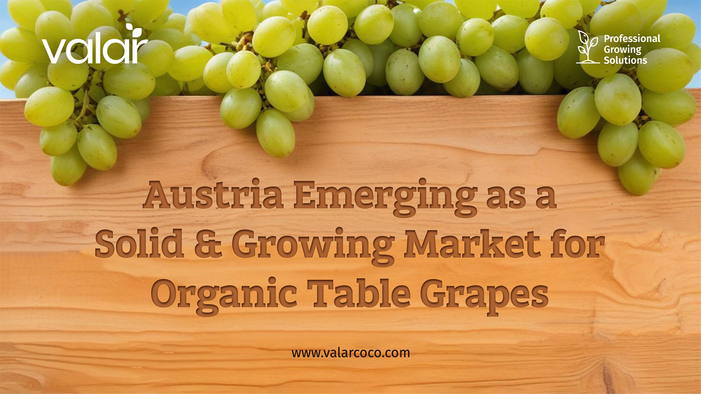 LinkedIn Articles images for Valar by Litmus branding