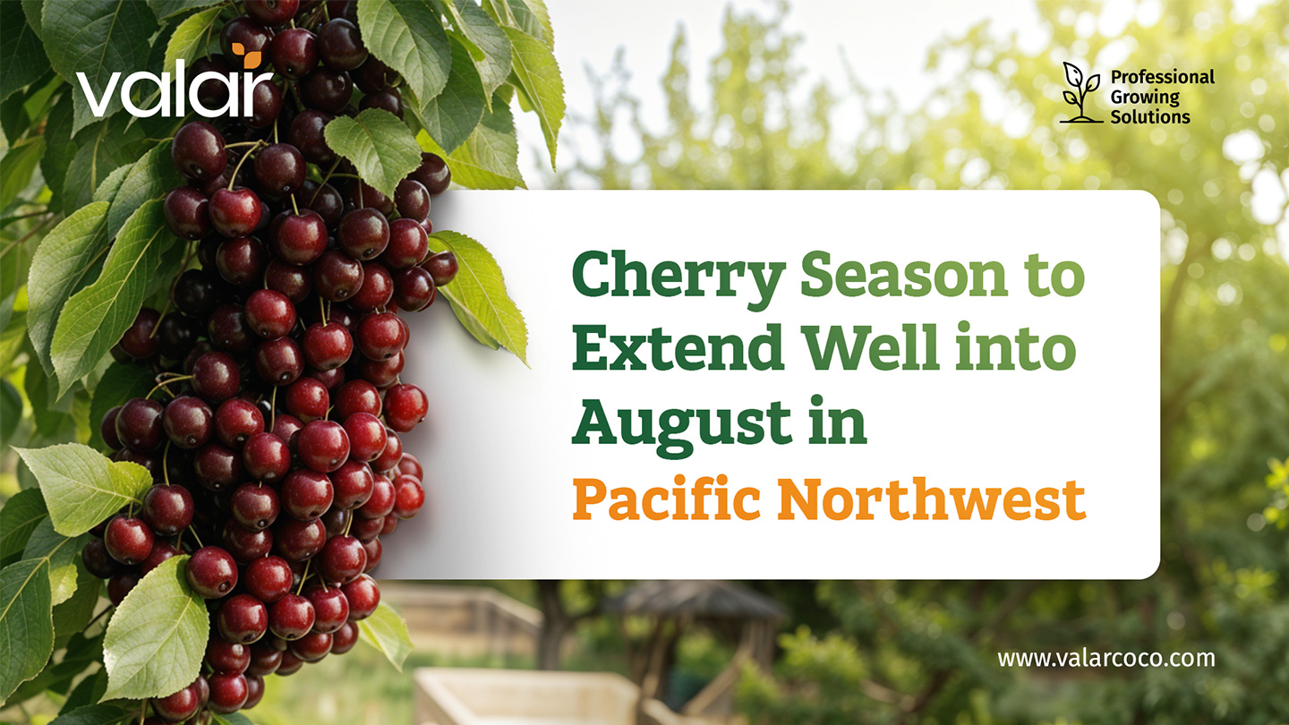 LinkedIn Articles images for Valar by Litmus branding