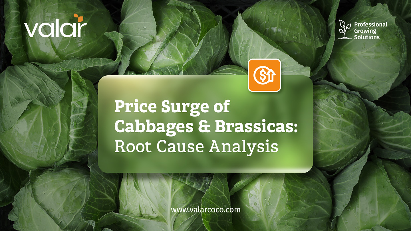 LinkedIn Articles images for Valar by Litmus branding