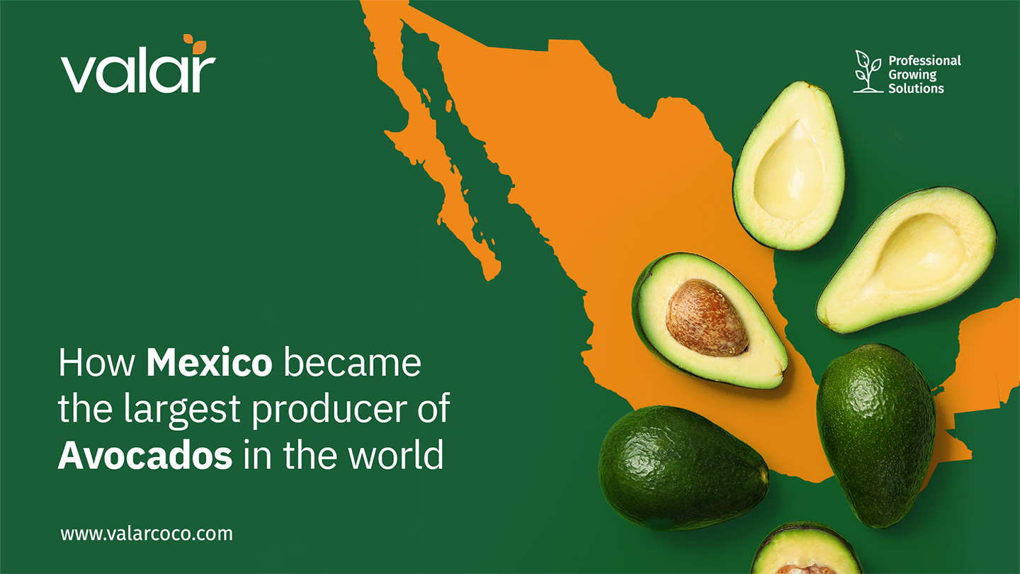 LinkedIn Articles images for Valar by Litmus branding